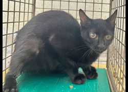 臺北市動物之家,編號:466233, 混種貓                 