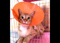 新竹縣動物保護教育園區,編號:466257, 混種貓                 