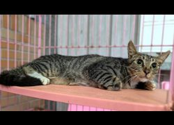 新竹縣動物保護教育園區,編號:466333, 混種貓                 