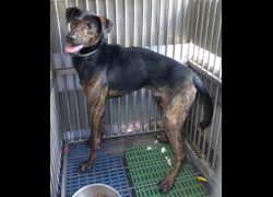 新北市五股區公立動物之家,編號:466375, 混種犬          