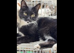 苗栗縣動物保護教育園區,編號:466377, 混種貓                 