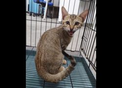 臺中市動物之家后里園區,編號:466383, 混種貓                 