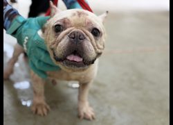 桃園市動物保護教育園區,編號:466458, 法國鬥牛犬