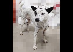 臺中市動物之家后里園區,編號:466491, 混種犬          