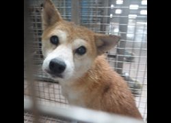 臺南市動物之家灣裡站,編號:466466, 柴犬                  