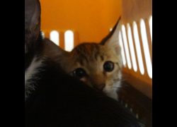 臺南市動物之家灣裡站,編號:466478, 混種貓                 