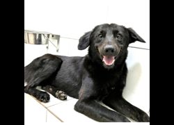 新竹縣動物保護教育園區,編號:466331, 混種犬          