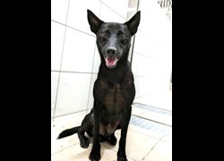 新竹縣動物保護教育園區,編號:466441, 混種犬          