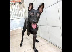 新竹縣動物保護教育園區,編號:465317, 混種犬          