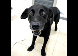 新竹縣動物保護教育園區,編號:466511, 混種犬          