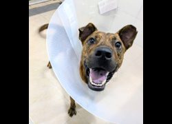 新竹縣動物保護教育園區,編號:466510, 混種犬          