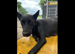 彰化縣流浪狗中途之家臨時收容所,編號:466522, 混種犬          