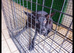 南投縣公立動物收容所,編號:466537, 混種犬          