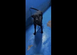 苗栗縣動物保護教育園區,編號:466577, 混種犬          