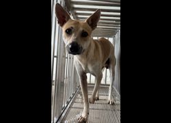 花蓮縣狗貓躍動園區,編號:466581, 混種犬          