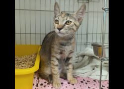 新北市板橋區公立動物之家,編號:466605, 混種貓                 