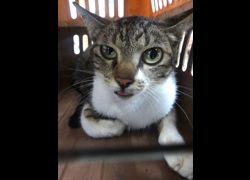 宜蘭縣流浪動物中途之家,編號:466608, 混種貓                 