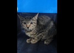 宜蘭縣流浪動物中途之家,編號:466609, 混種貓                 