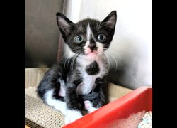 新竹縣動物保護教育園區,編號:466332, 混種貓                 