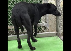 臺東縣動物收容中心,編號:466620, 混種犬          