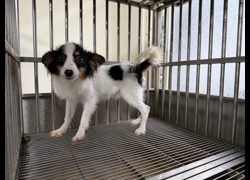 桃園市動物保護教育園區,編號:466637, 蝴蝶犬                 