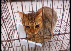 南投縣公立動物收容所,編號:466642, 混種貓                 