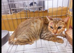 南投縣公立動物收容所,編號:466644, 混種貓                 