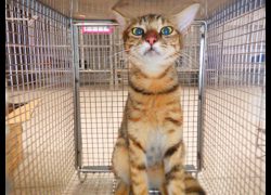南投縣公立動物收容所,編號:466648, 混種貓                 