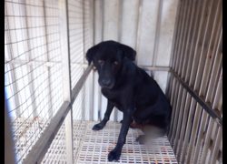 南投縣公立動物收容所,編號:466663, 混種犬          