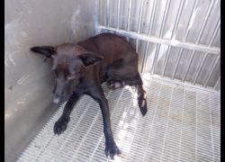 南投縣公立動物收容所,編號:466666, 混種犬          