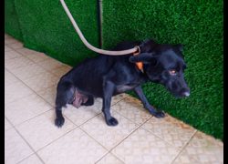 南投縣公立動物收容所,編號:466667, 混種犬          