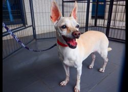 南投縣公立動物收容所,編號:466670, 混種犬          