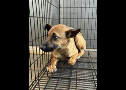 彰化縣流浪狗中途之家臨時收容所,編號:466672, 混種犬          