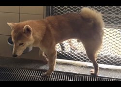 高雄市燕巢動物保護關愛園區,編號:466683, 柴犬                  