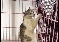 臺北市動物之家,編號:466700, 混種貓                 