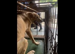 臺南市動物之家善化站,編號:466712, 混種犬          