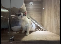 桃園市動物保護教育園區,編號:466731, 布偶貓
