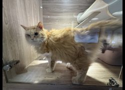 桃園市動物保護教育園區,編號:466737, 挪威森林貓