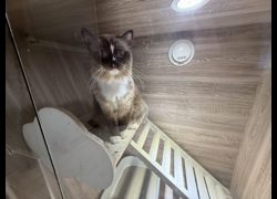 桃園市動物保護教育園區,編號:466718, 布偶貓