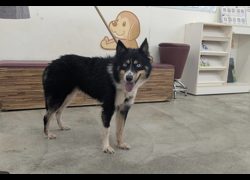 臺北市動物之家,編號:466743, 混種犬          