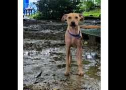 臺南市動物之家善化站,編號:466750, 混種犬          