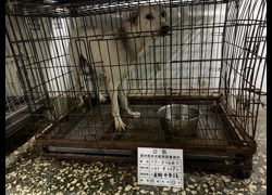 雲林縣流浪動物收容所,編號:466751, 混種犬          
