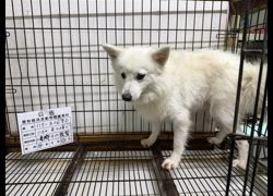 雲林縣流浪動物收容所,編號:466752, 日本狐狸犬