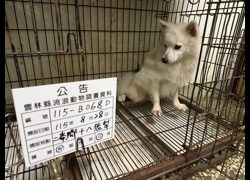 雲林縣流浪動物收容所,編號:466753, 日本狐狸犬