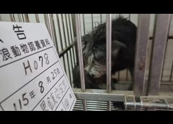 雲林縣流浪動物收容所,編號:466755, 混種犬          