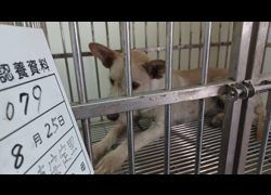雲林縣流浪動物收容所,編號:466757, 混種犬          