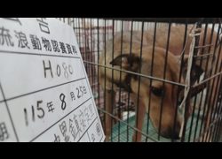 雲林縣流浪動物收容所,編號:466758, 混種犬          