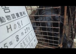 雲林縣流浪動物收容所,編號:466759, 混種犬          