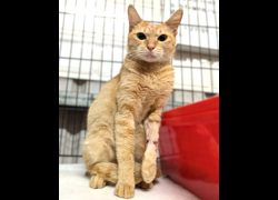 新竹縣動物保護教育園區,編號:466686, 混種貓                 