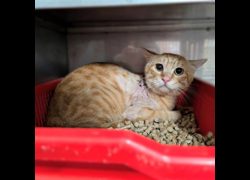 新竹縣動物保護教育園區,編號:462761, 混種貓                 